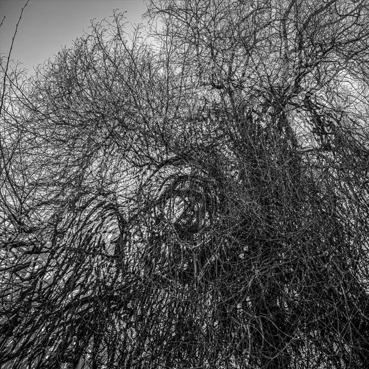 Illustration de l'evenement: Celles qui veillent